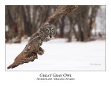 Great Gray Owl-152