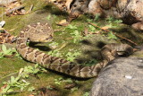 Black-Tailed Rattlesnake