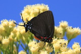 Great Purple Hairstreak (Atlides halesus) - female