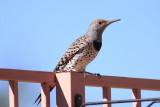 Red Shafted Flicker