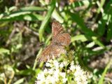 Fatal Metalmark (Calephelis nemesis nemesis)