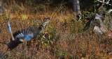 Sparrowhawk. Spurvehauk