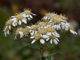 Flat-topped White Aster