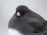 Junco