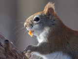 Red Squirrel with Peanut Butter