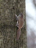 Flying Squirrel