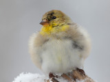 Goldfinch