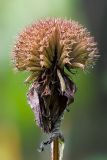 Bee Balm -- after the Bloom