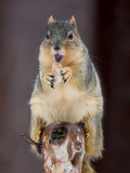 Fox Squirrel