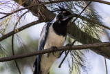 Black-throated Magpie Jay