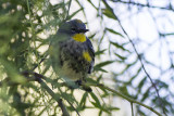 Yellow-rumped Walber