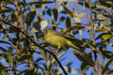 Orange-crowned Warbler