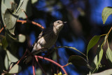 Yellow-rumped Walber