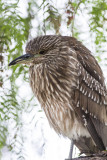 Black-crowned Nigh Heron