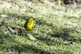 Prairie Warbler