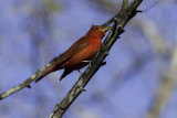 Summer Tanager