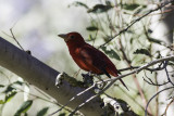 Summer Tanager