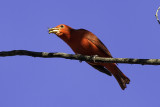 Summer Tanager