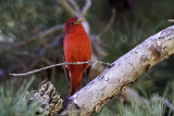 Summer Tanager