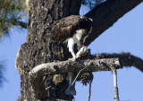 Osprey