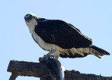 Osprey