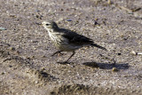 American Pipit