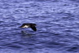 Black-vented Shearwater