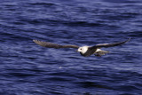 Glaucous-winged Gull