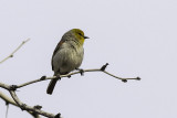 Verdin