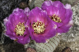 Beavertail Cactus (<em>Opuntia basilaris</em>)