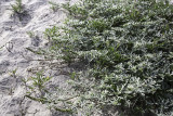 Beach -bur (<em> Ambrosia chamissonis</em> )