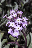 Beach Sand Verbena (<em>Abronia umbellata</em>)