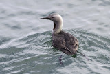 Red-throated Loon