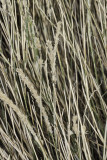 Galleta Grass (<em>Pleuophis rigida</em>)