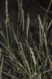 Galleta Grass (<em>Pleuophis rigida</em>)