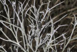 Turpentine Broom (<em>Thamnosma montana</em>)