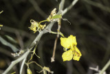 Palo Verde (<em>Cercidium floridum</