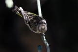 Pine Siskin