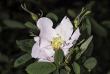 California  Rose (<em>Rosa californica</em>)
