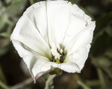 Morning Glory  (<em>Calystegia  macrostegia</em>)