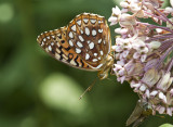 APHRODITE FRITILLARIES (Speyeria aphrodite)