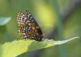 Baltimore Checkerspot _MG_3091.jpg