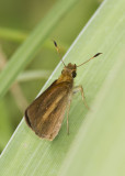 Broad-winged Skipper _MG_2757.jpg