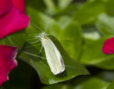 Cabbage White _MG_8506.jpg