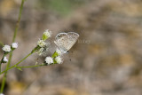 Ceraunus Blue _MG_1786.jpg