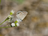 Ceraunus Blue _MG_1794.jpg