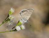 Ceraunus Blue _MG_1819.jpg