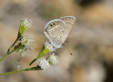 Ceraunus Blue _MG_1829.jpg