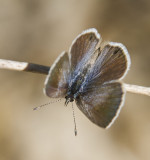 Ceraunus Blue female _MG_1752.jpg