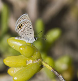 Ceraunus Blue female _MG_9785.jpg